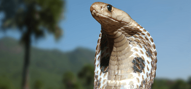 Kobra kráľovská - jedovatý had