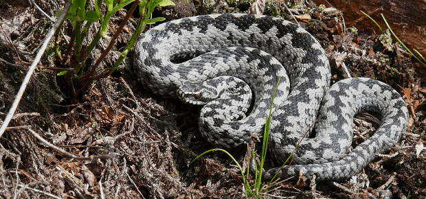 Jedovatá vretenica sverná, lat. Vipera berus