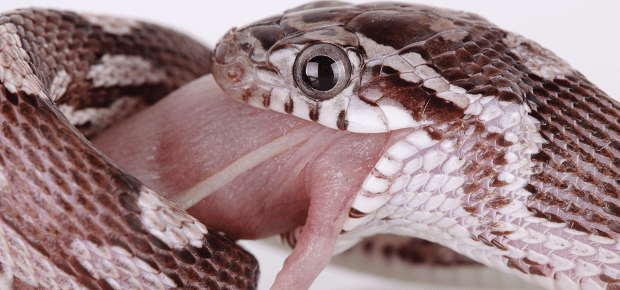 Mladý had žerie mláďa myši