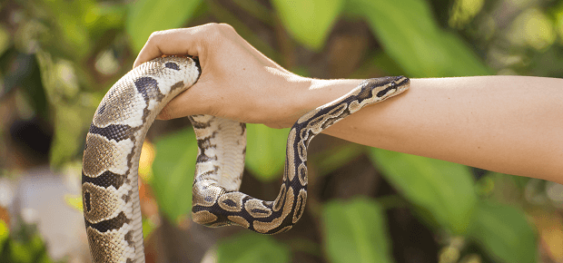 Had v ruke človeka